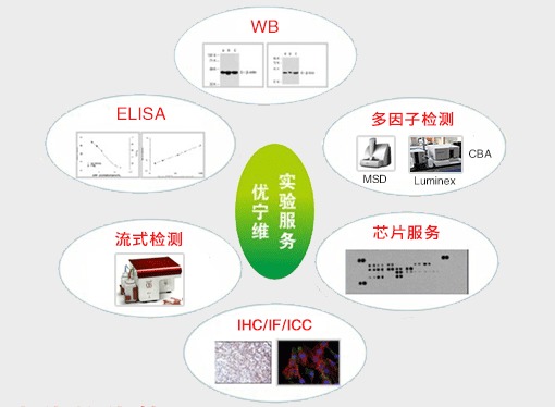 優寧維 專業抗體供應商，隆重推出全面實驗技術服務